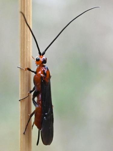 Braconinae